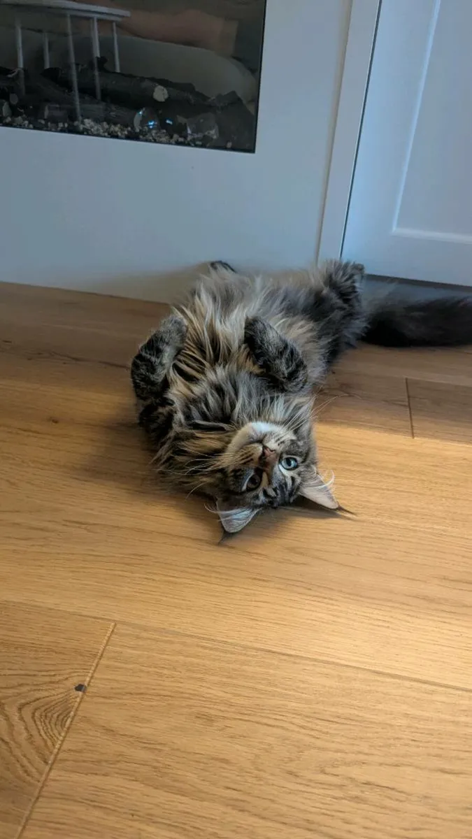 Maine Coon Cat (Female) 1 year old - Image 1