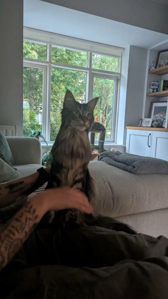 Maine Coon Cat (Female) 1 year old - Image 3