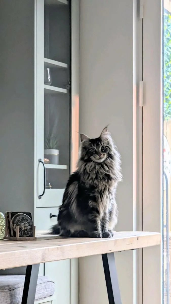 Maine Coon Cat (Female) 1 year old - Image 4