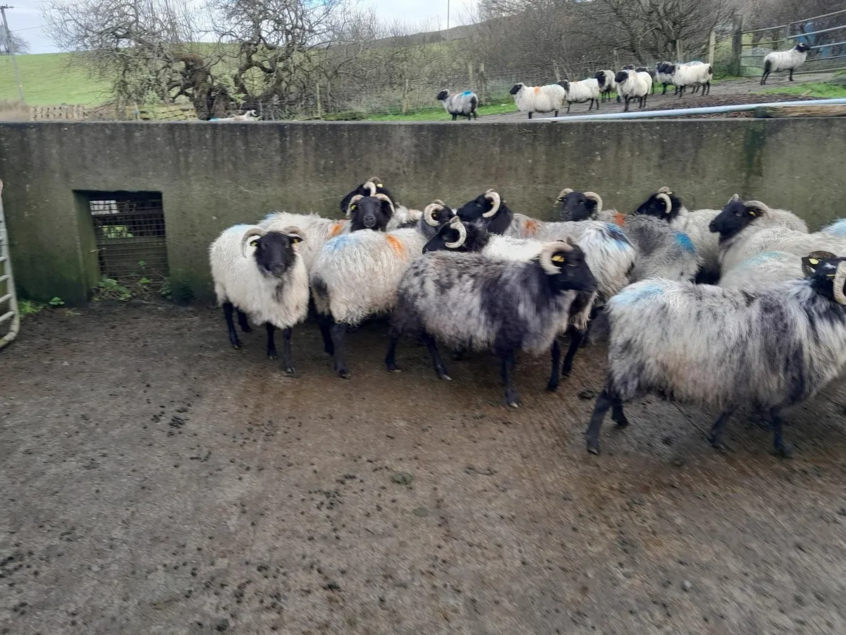 Sheep - Image 1