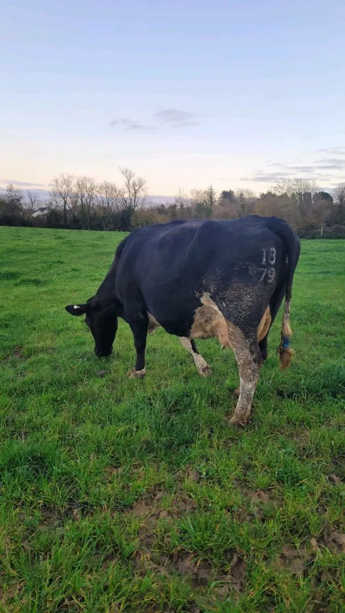Incalf freisan cows - Image 1