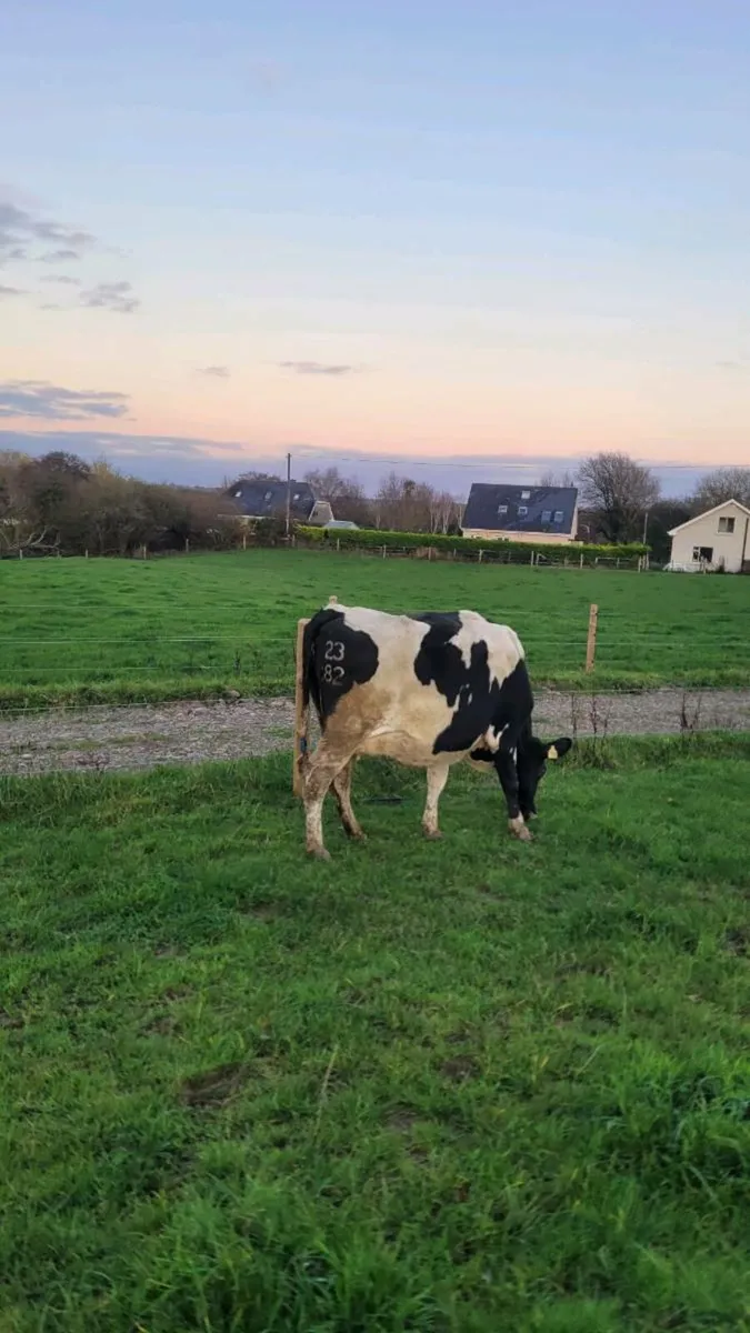 Incalf freisan cows - Image 2