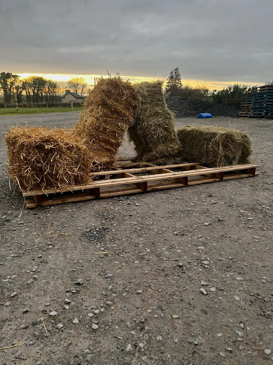 Maam cross Saturday hay and straw