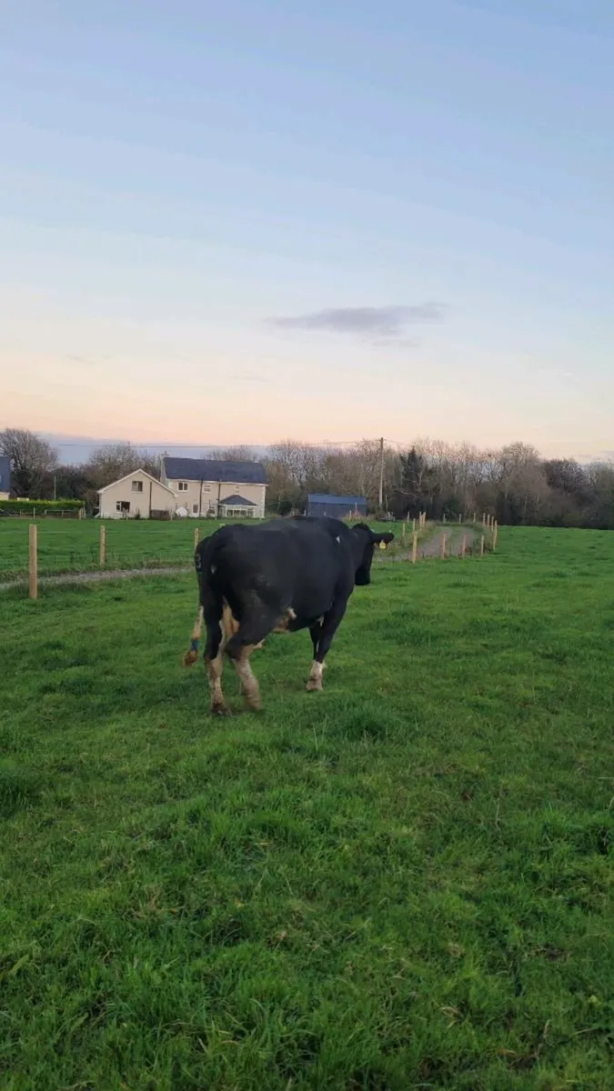 Incalf freisan cows - Image 3