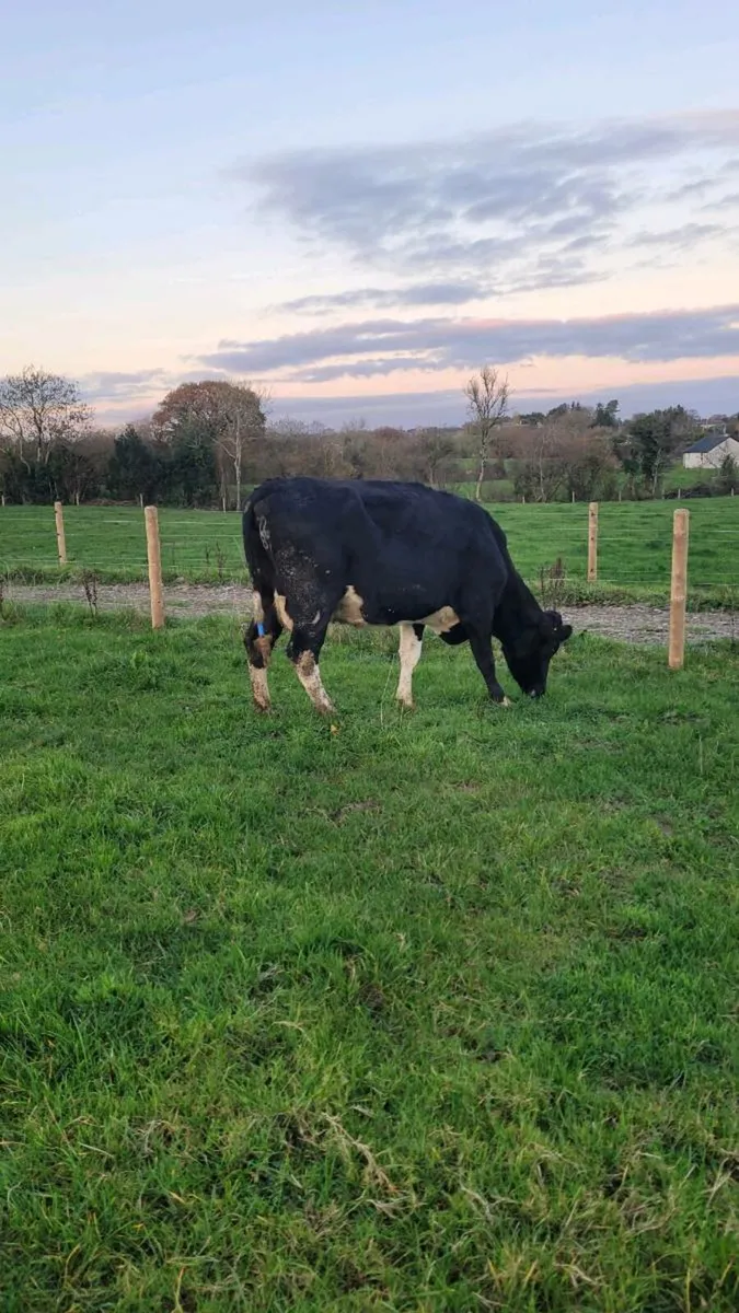 Incalf freisan cows - Image 4