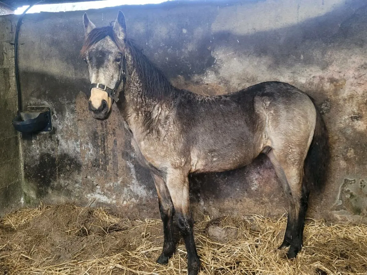 Dun colt foal - Image 1