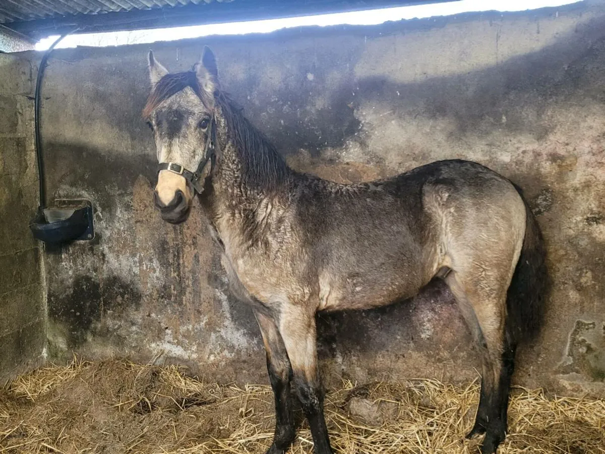 Dun colt foal - Image 2