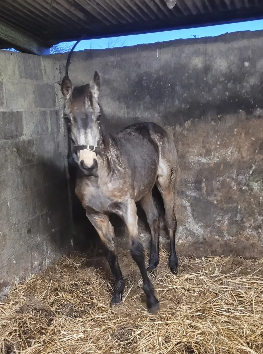 Dun colt foal - Image 3