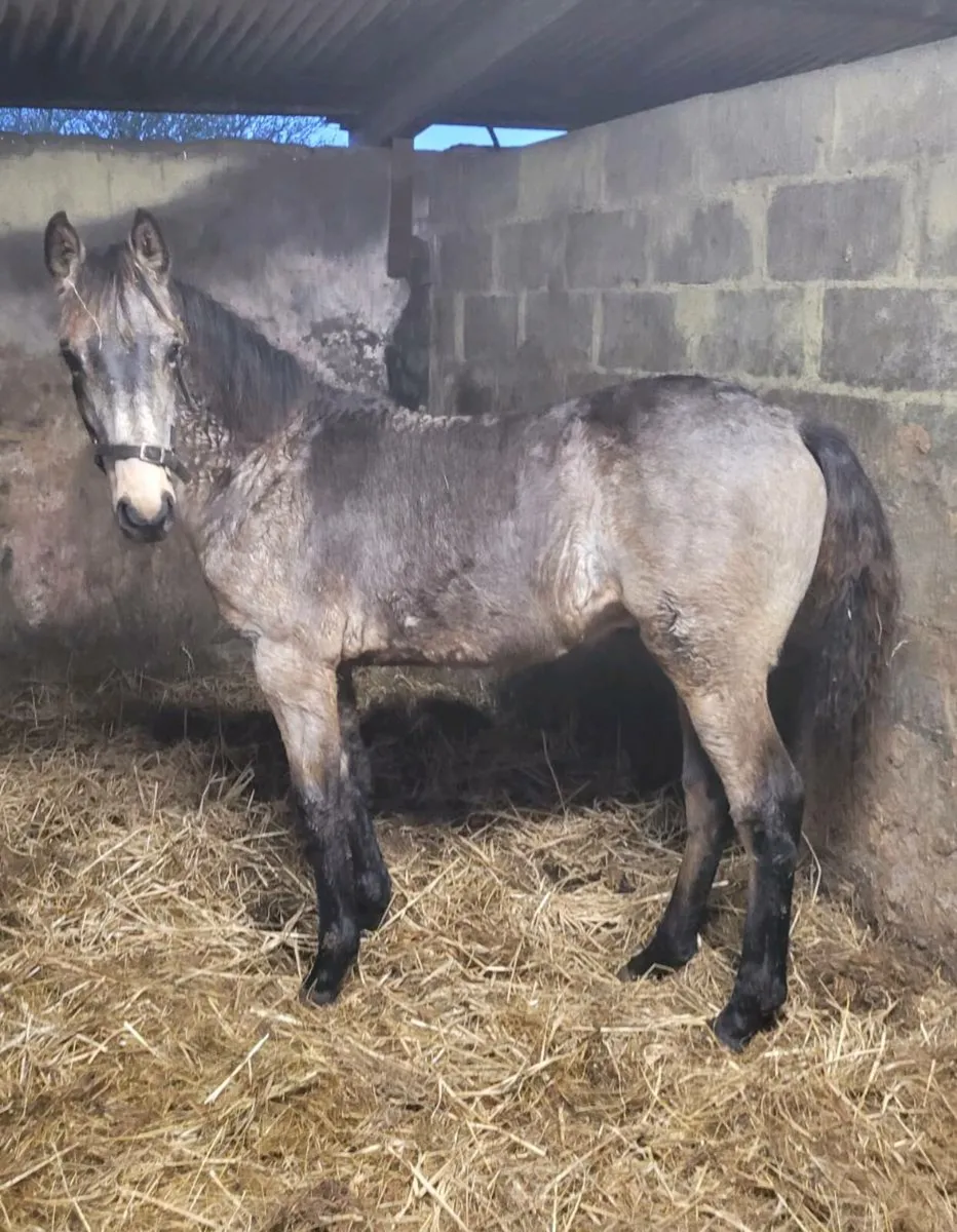 Dun colt foal - Image 4