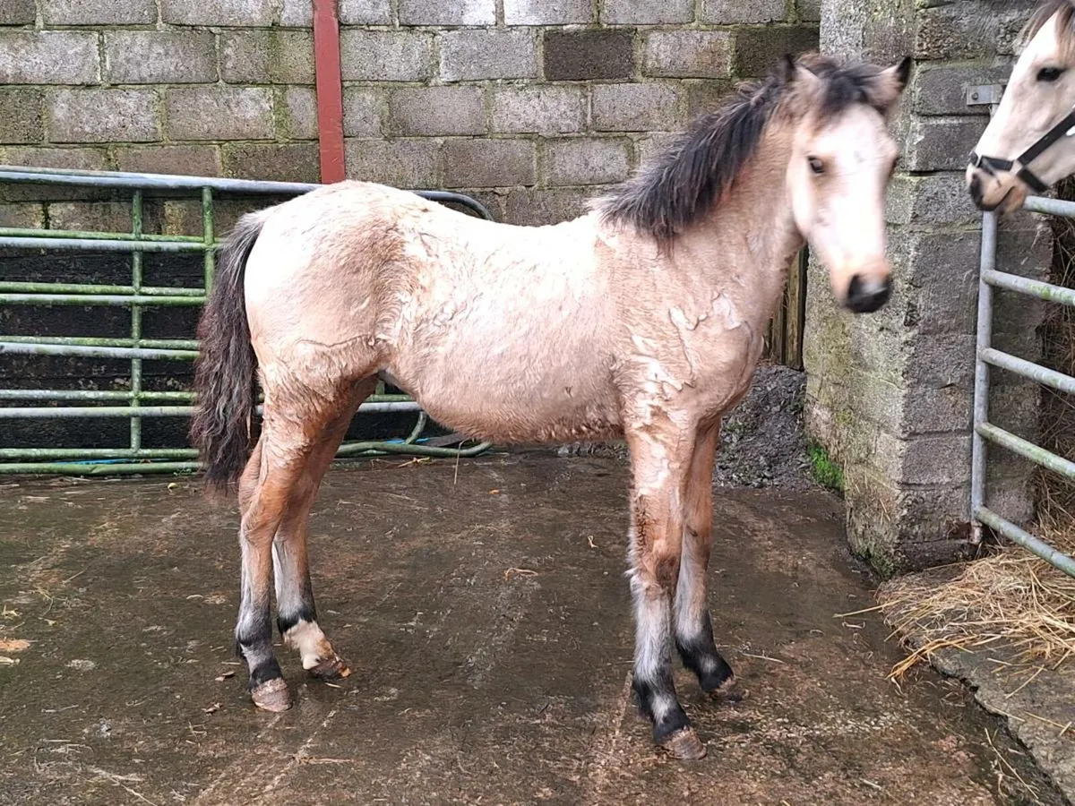 Two 2025 Dun Connemara colt foals - Image 1