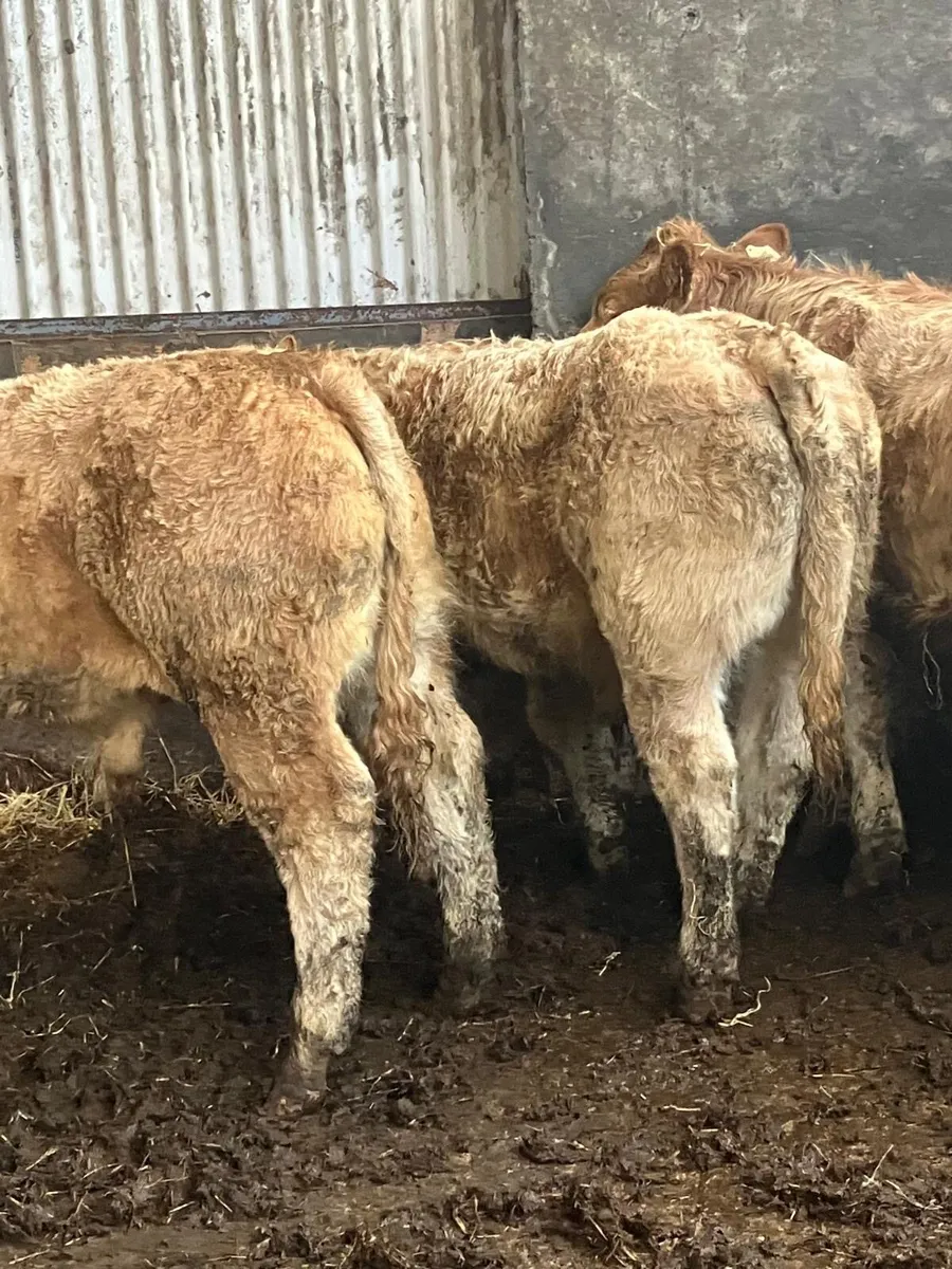 8 U Grade CH Wealings - Image 1