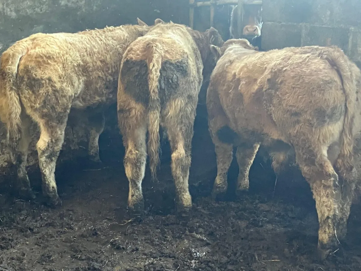 8 U Grade CH Wealings - Image 2