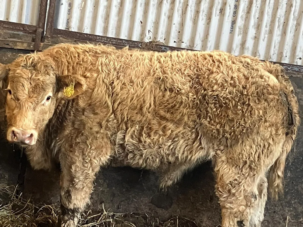 8 U Grade CH Wealings - Image 3