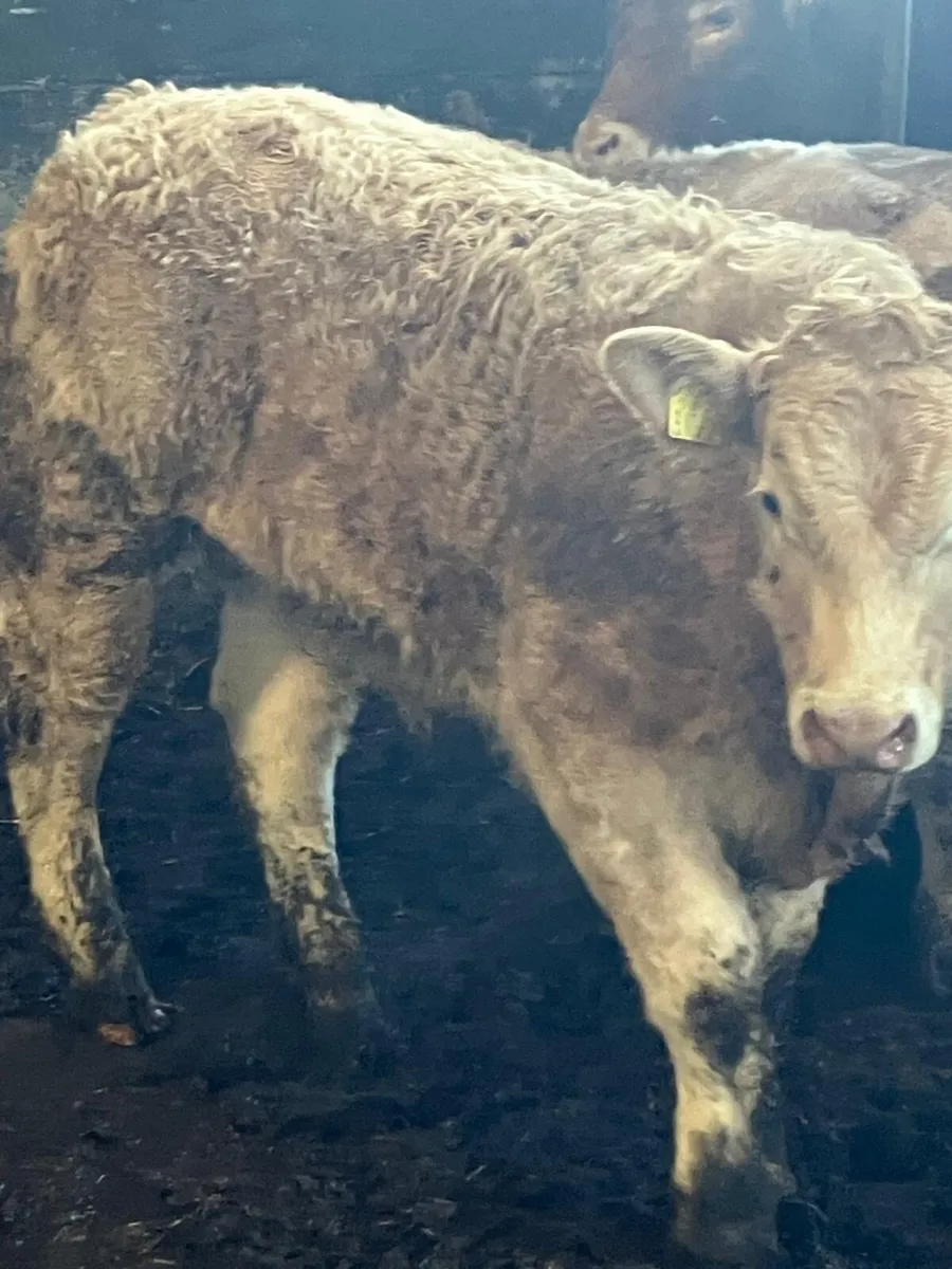 8 U Grade CH Wealings - Image 4