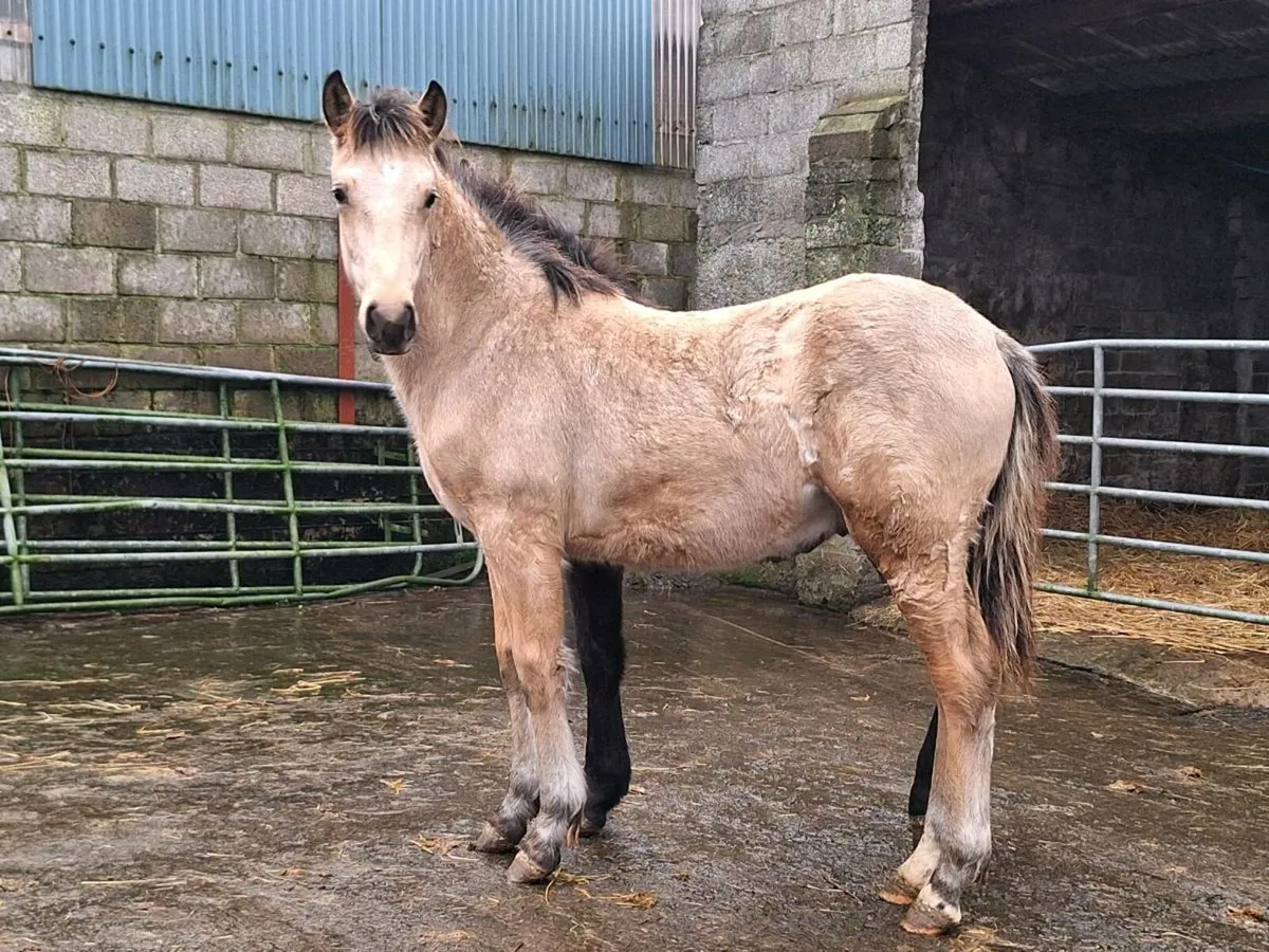 Two 2025 Dun Connemara colt foals - Image 2