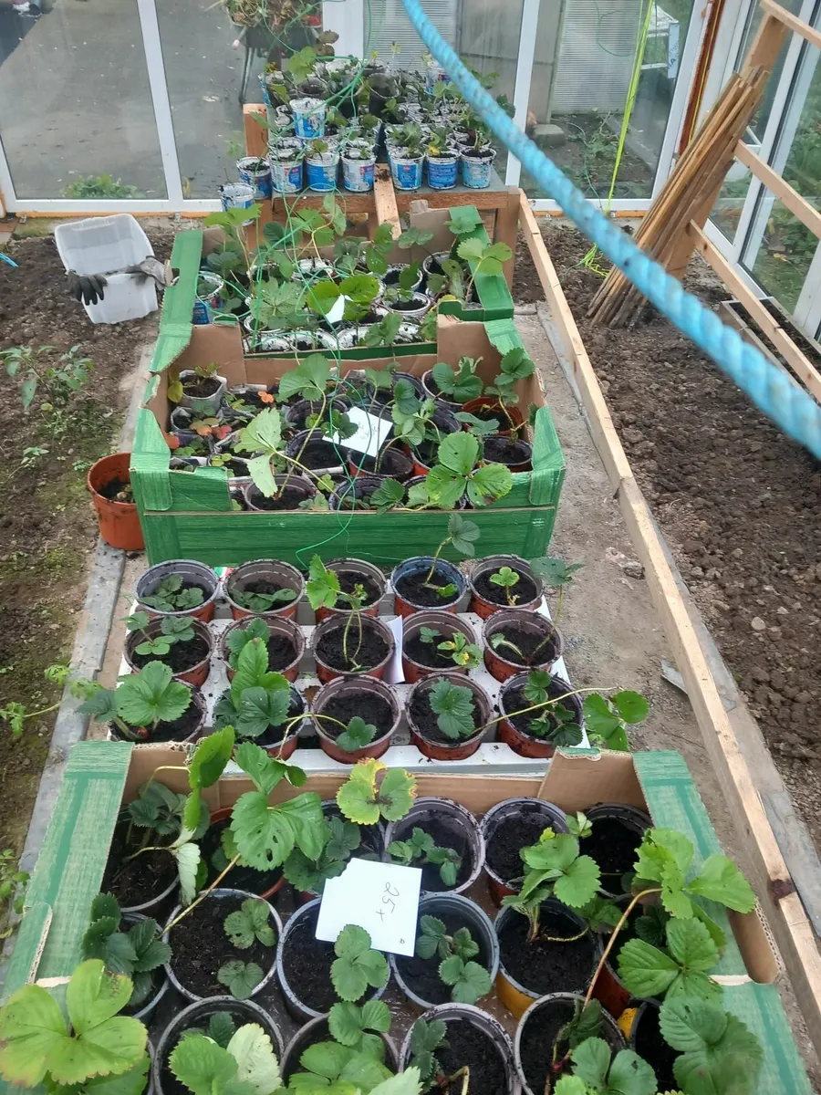 Strawberry plants
