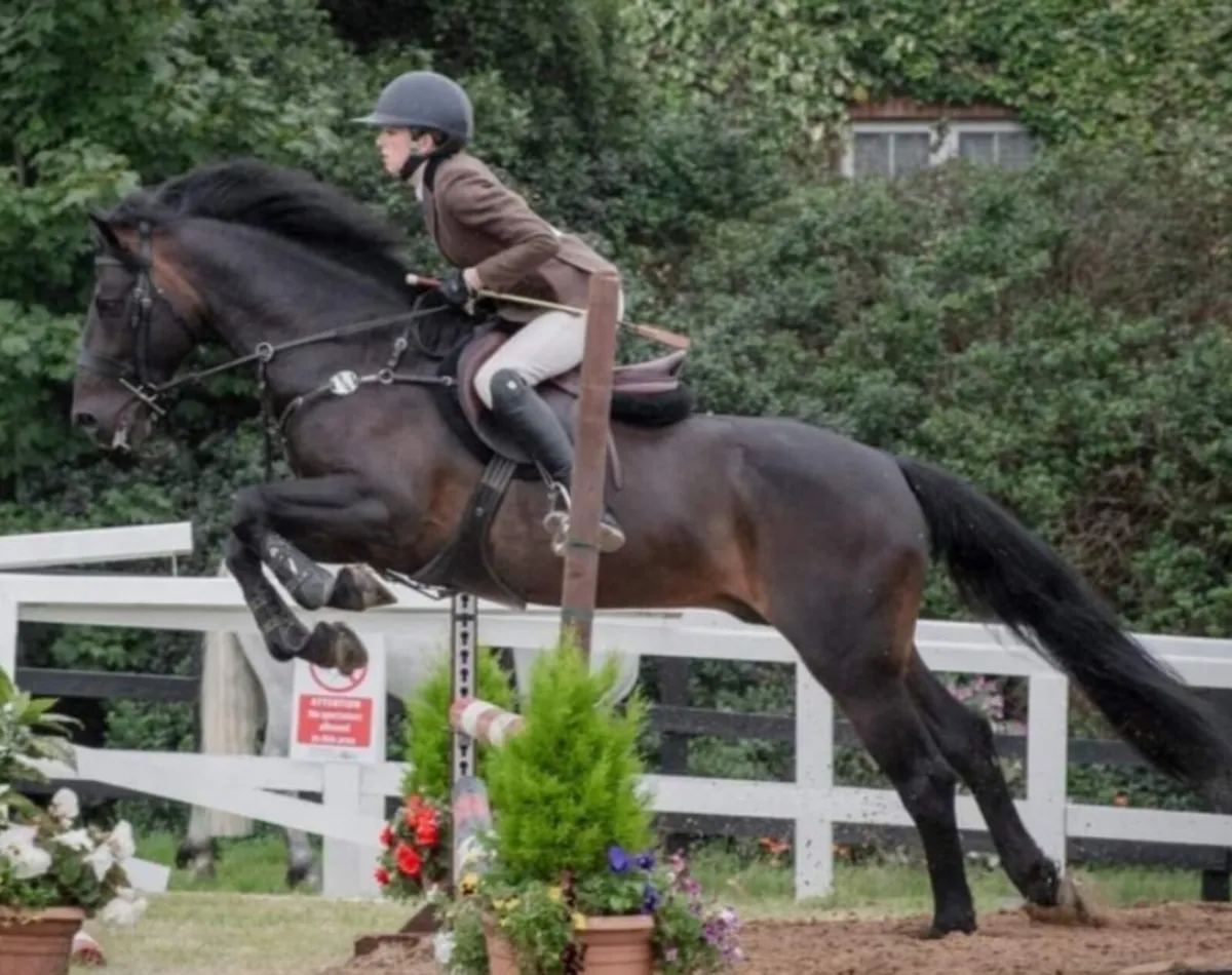 Two 2025 Dun Connemara colt foals - Image 3