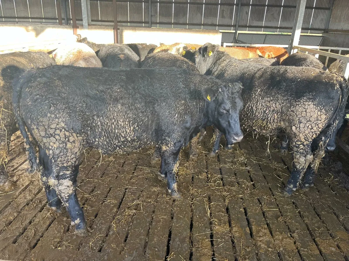 30 Cattle Enniscorthy Mart Tuesday 18th November - Image 1