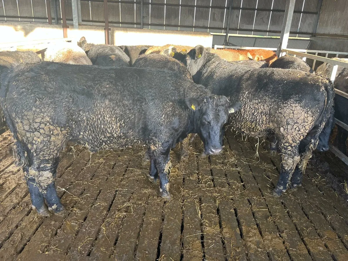 30 Cattle Enniscorthy Mart Tuesday 18th November - Image 2