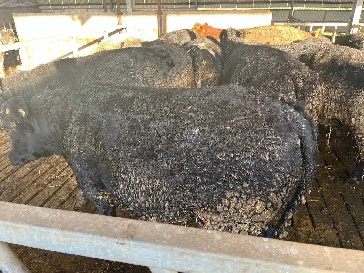 30 Cattle Enniscorthy Mart Tuesday 18th November - Image 3