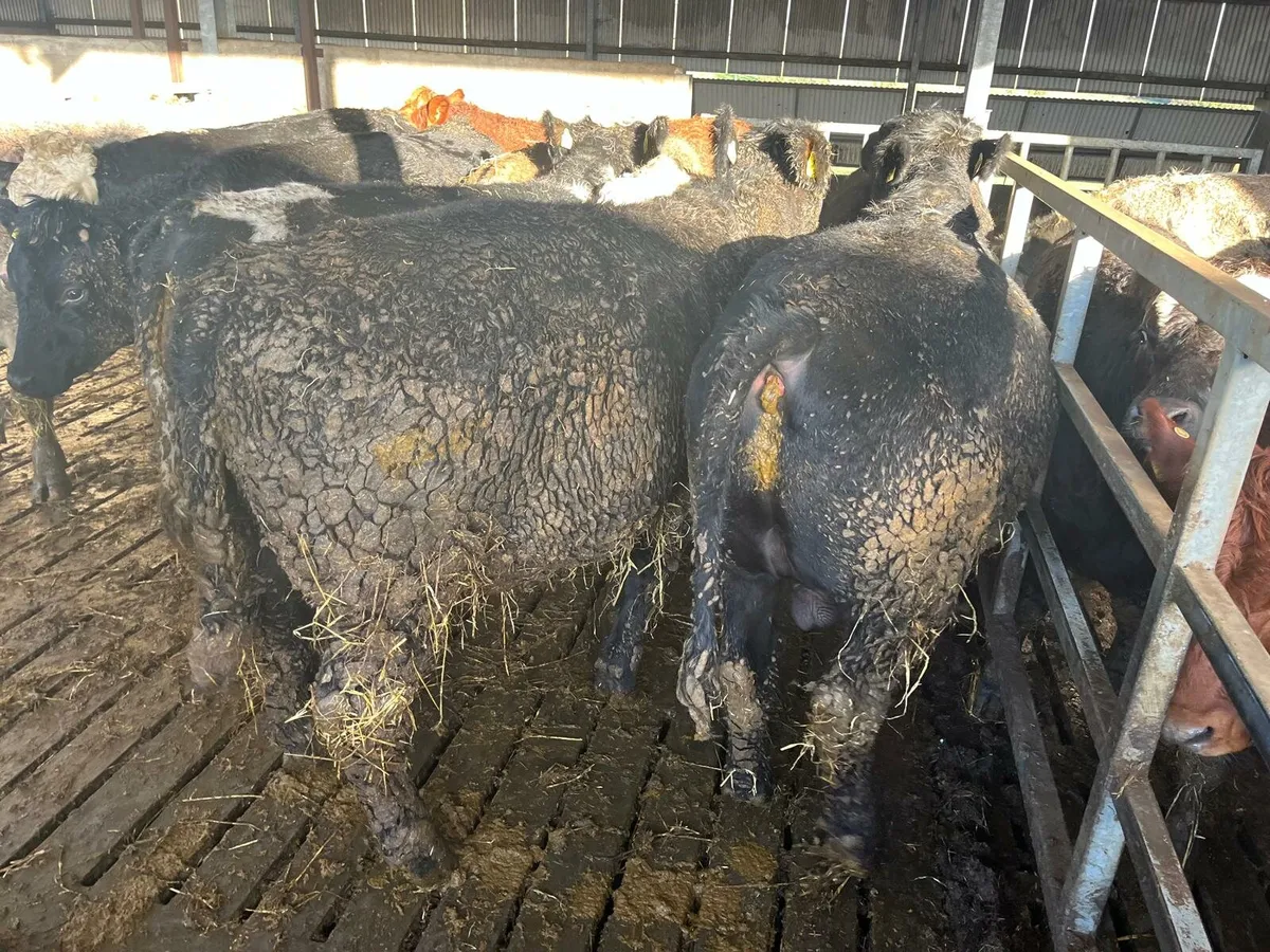 30 Cattle Enniscorthy Mart Tuesday 18th November - Image 4