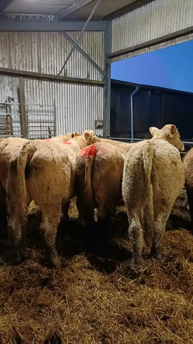 Store bullocks for sale ballinasloe mart - Image 1