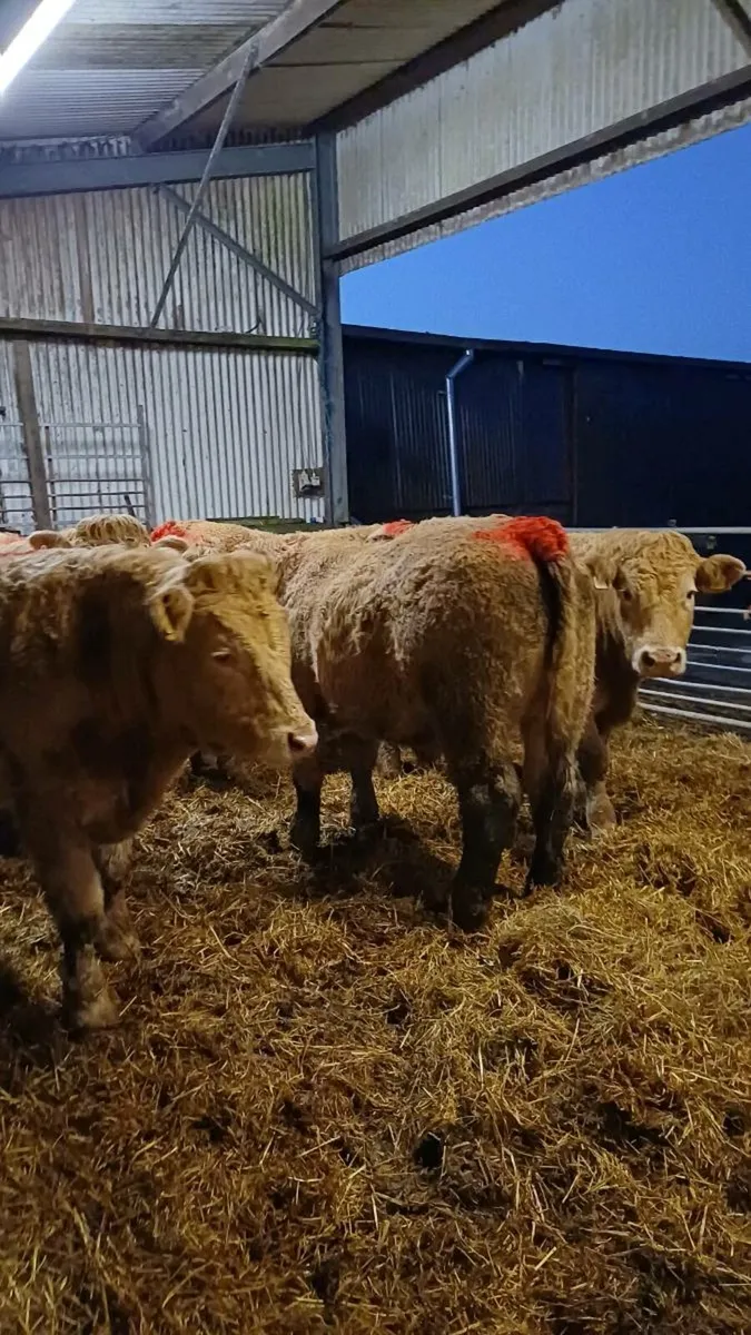 Store bullocks for sale ballinasloe mart - Image 2