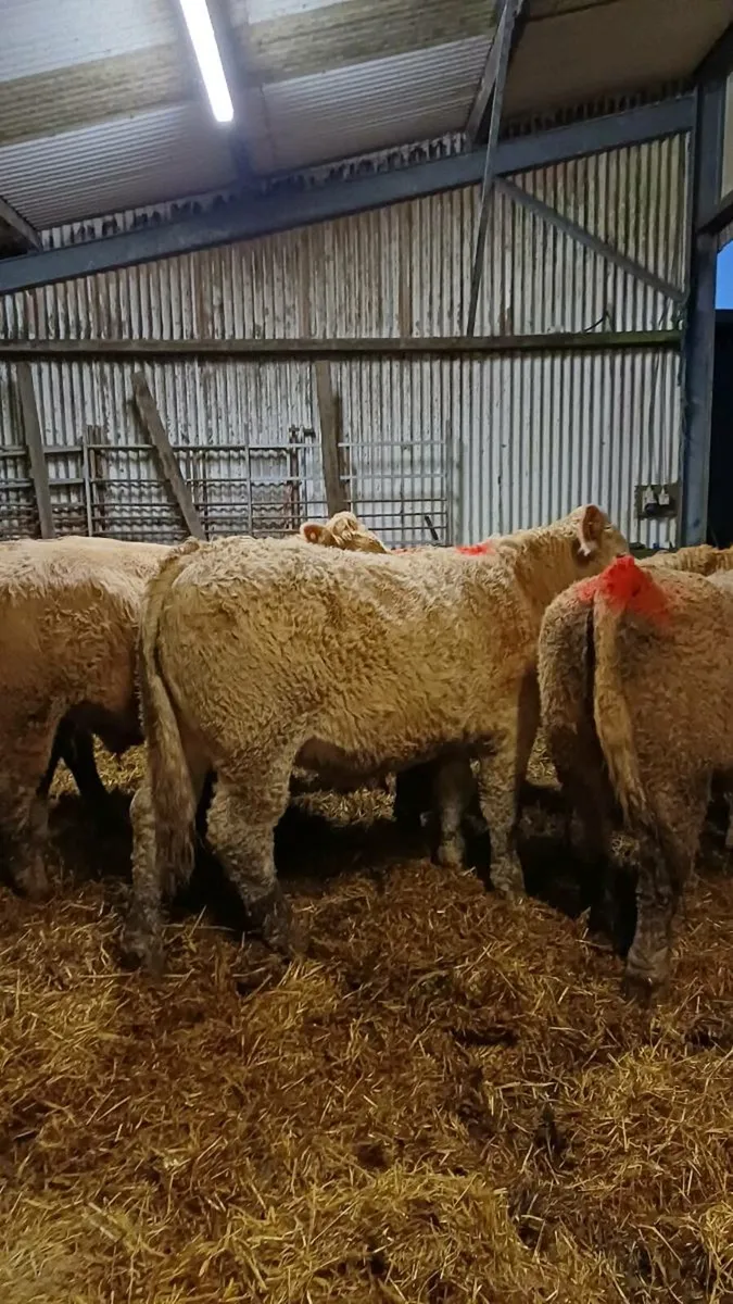 Store bullocks for sale ballinasloe mart - Image 3