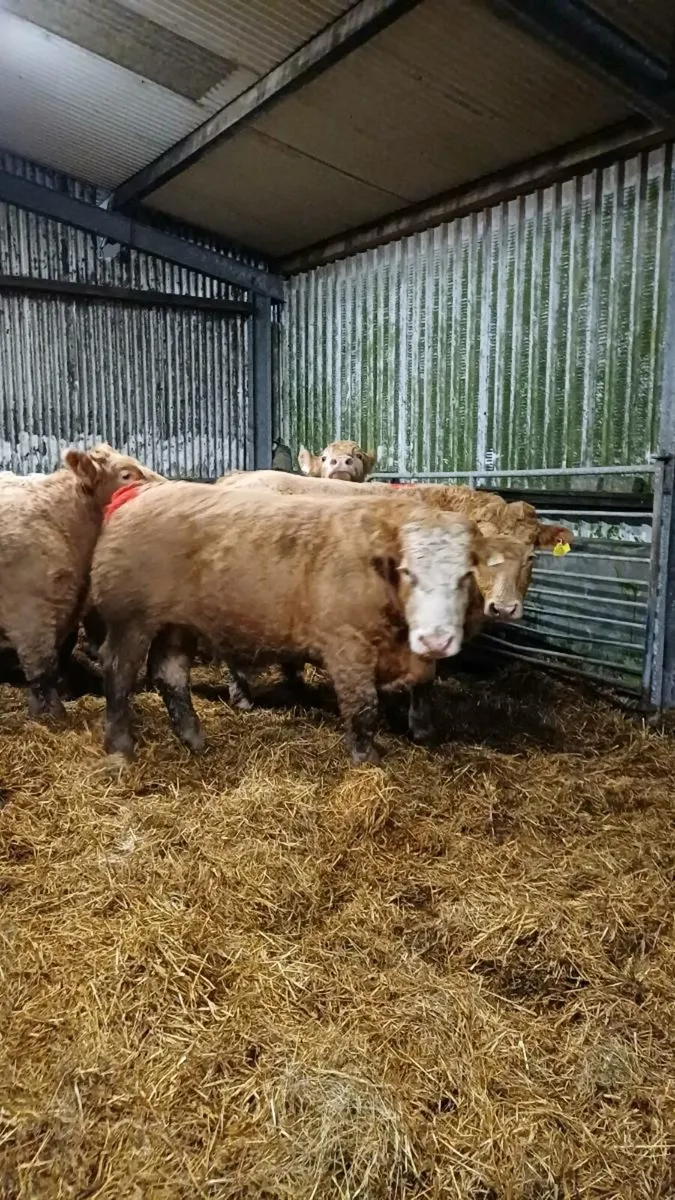 Store bullocks for sale ballinasloe mart - Image 4