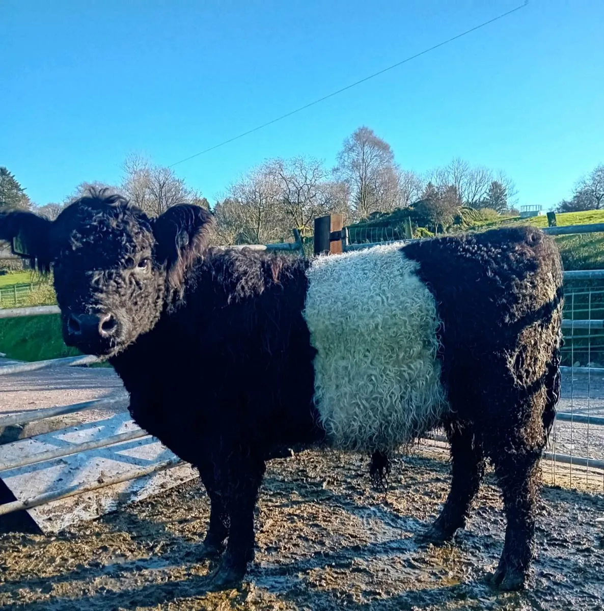 Belted galloway - Image 2
