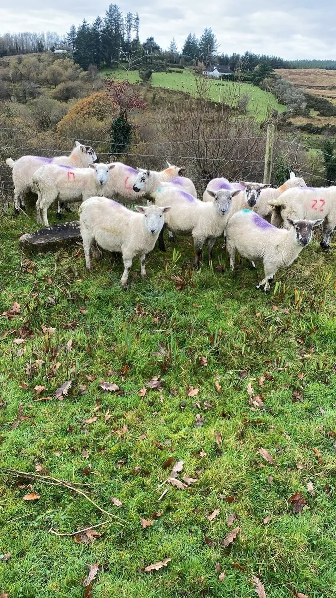 10 X bred ewe lambs for sale - Image 1