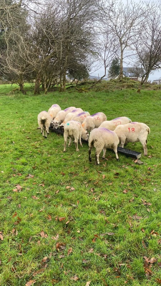 10 X bred ewe lambs for sale - Image 2