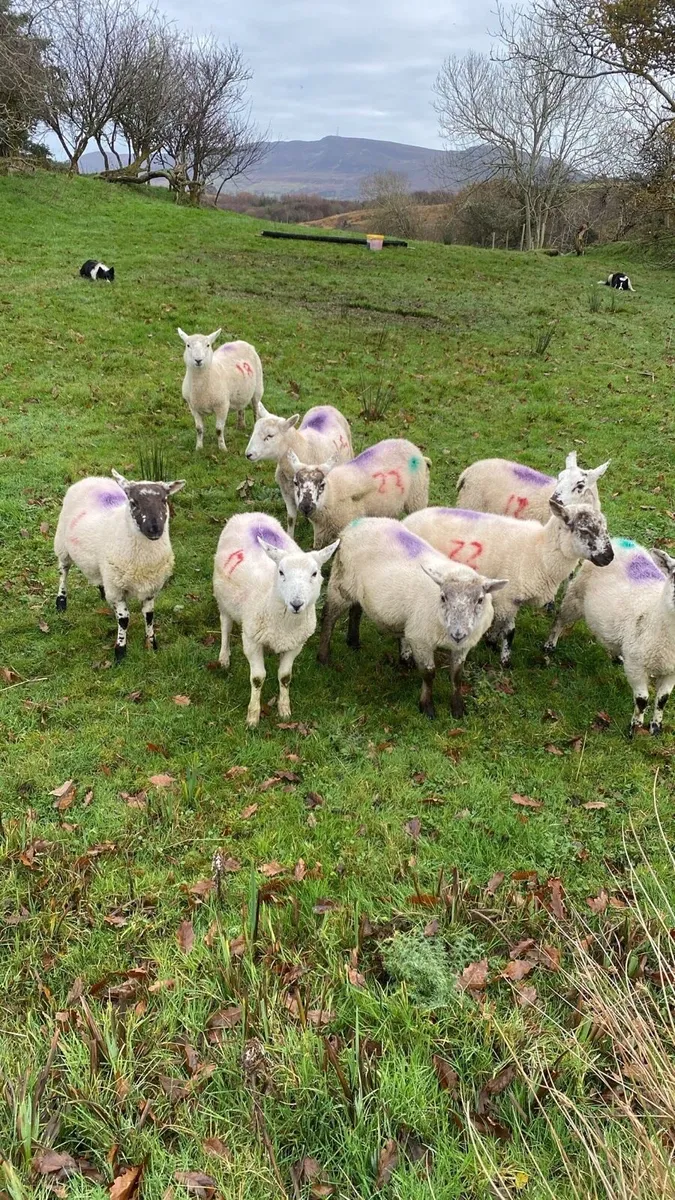 10 X bred ewe lambs for sale - Image 3
