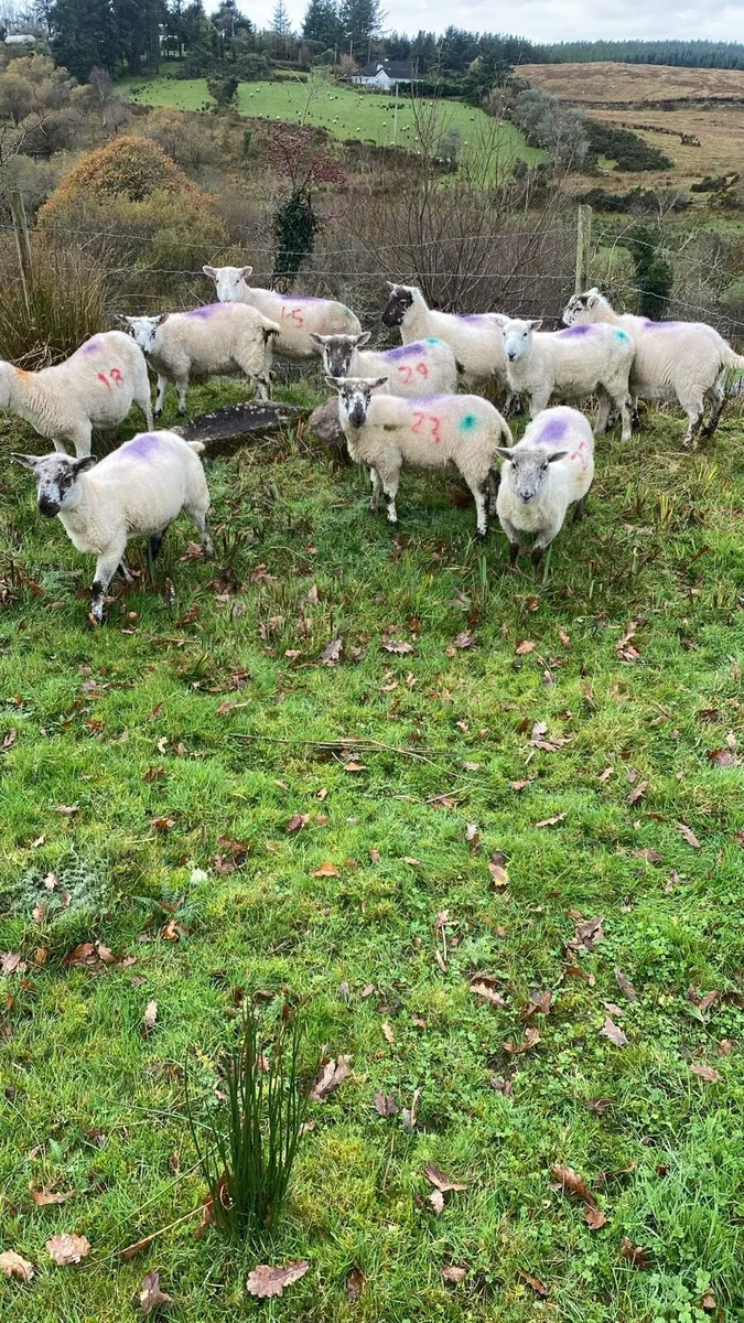 10 X bred ewe lambs for sale - Image 4