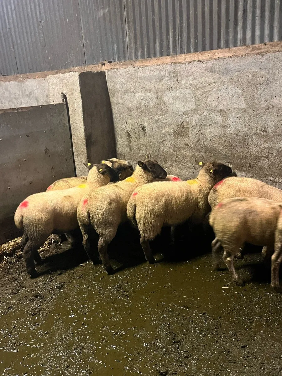 💥10 inlamb hoggets 💥 - Image 1