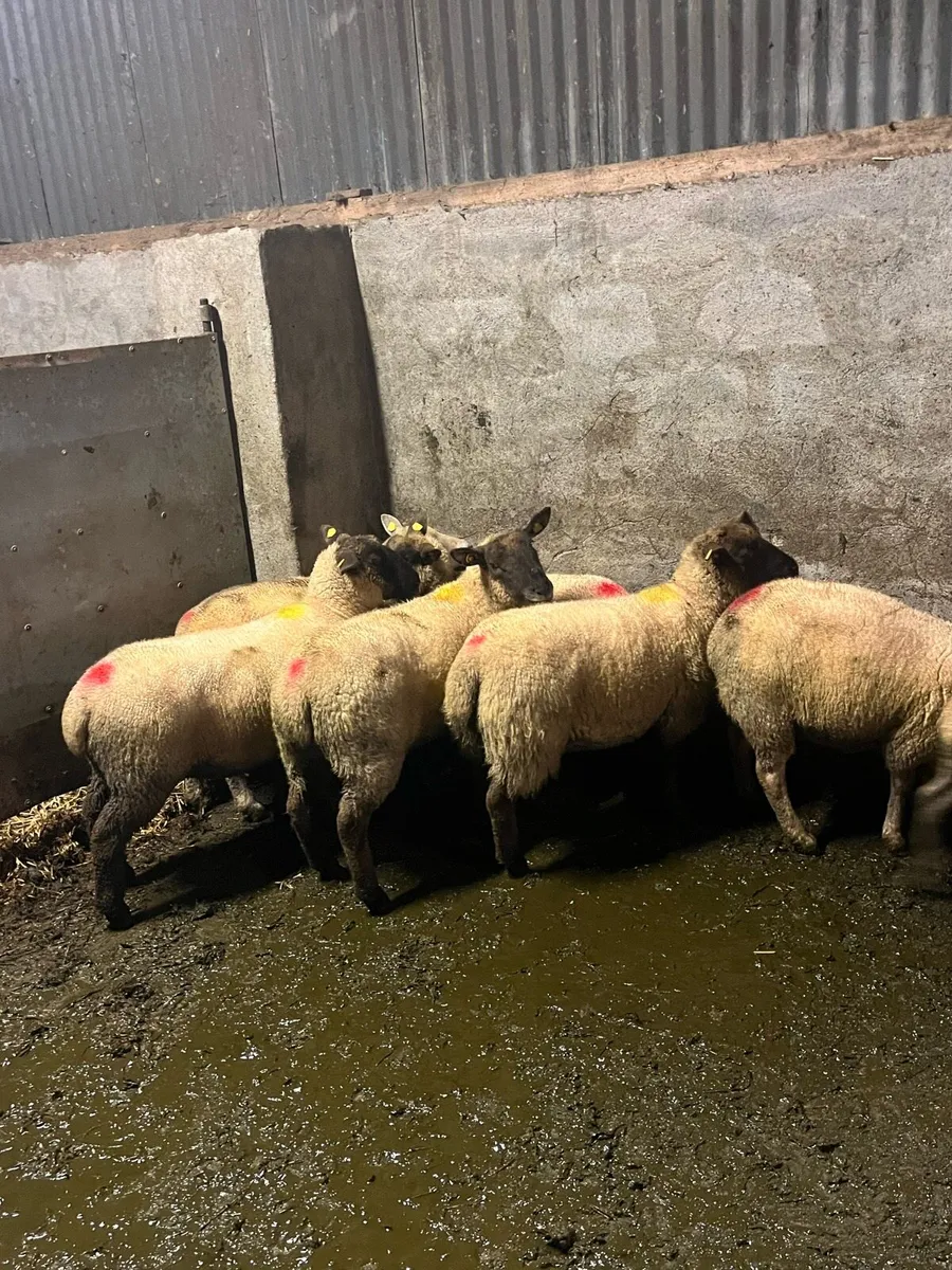 💥10 inlamb hoggets 💥 - Image 2