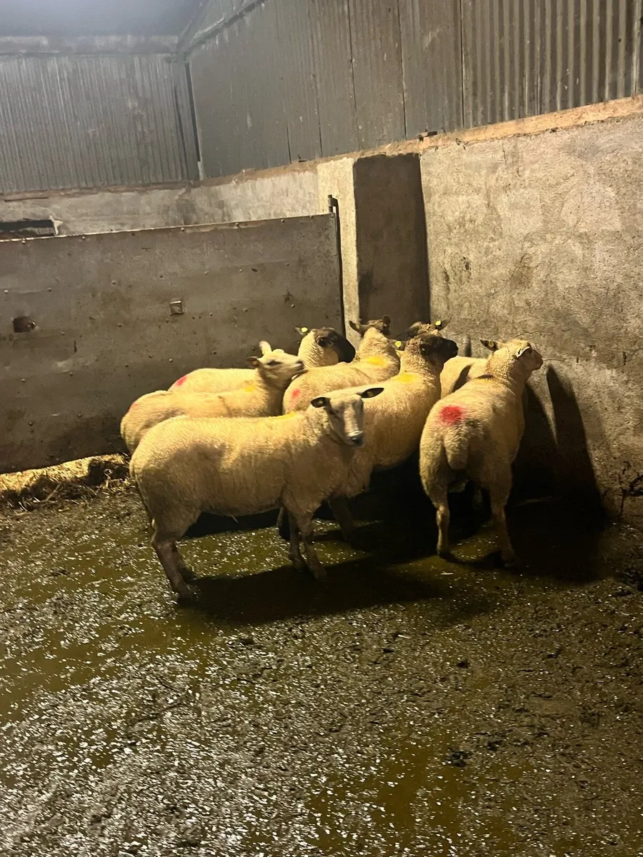 💥10 inlamb hoggets 💥 - Image 3