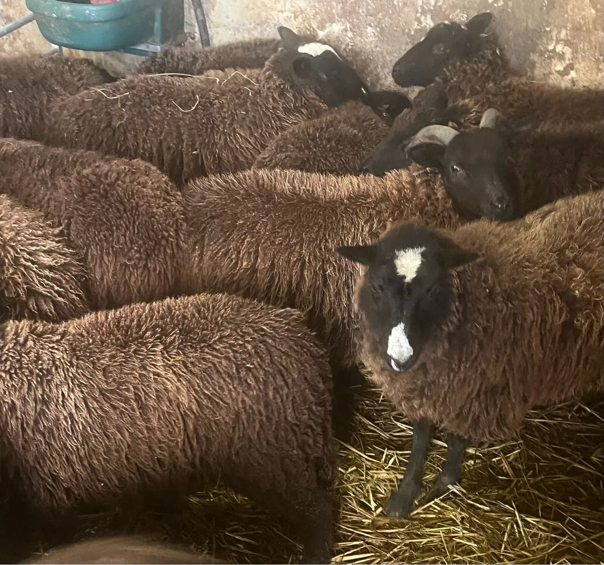 Zwarble x store ewe lambs for sale 😍 - Image 1