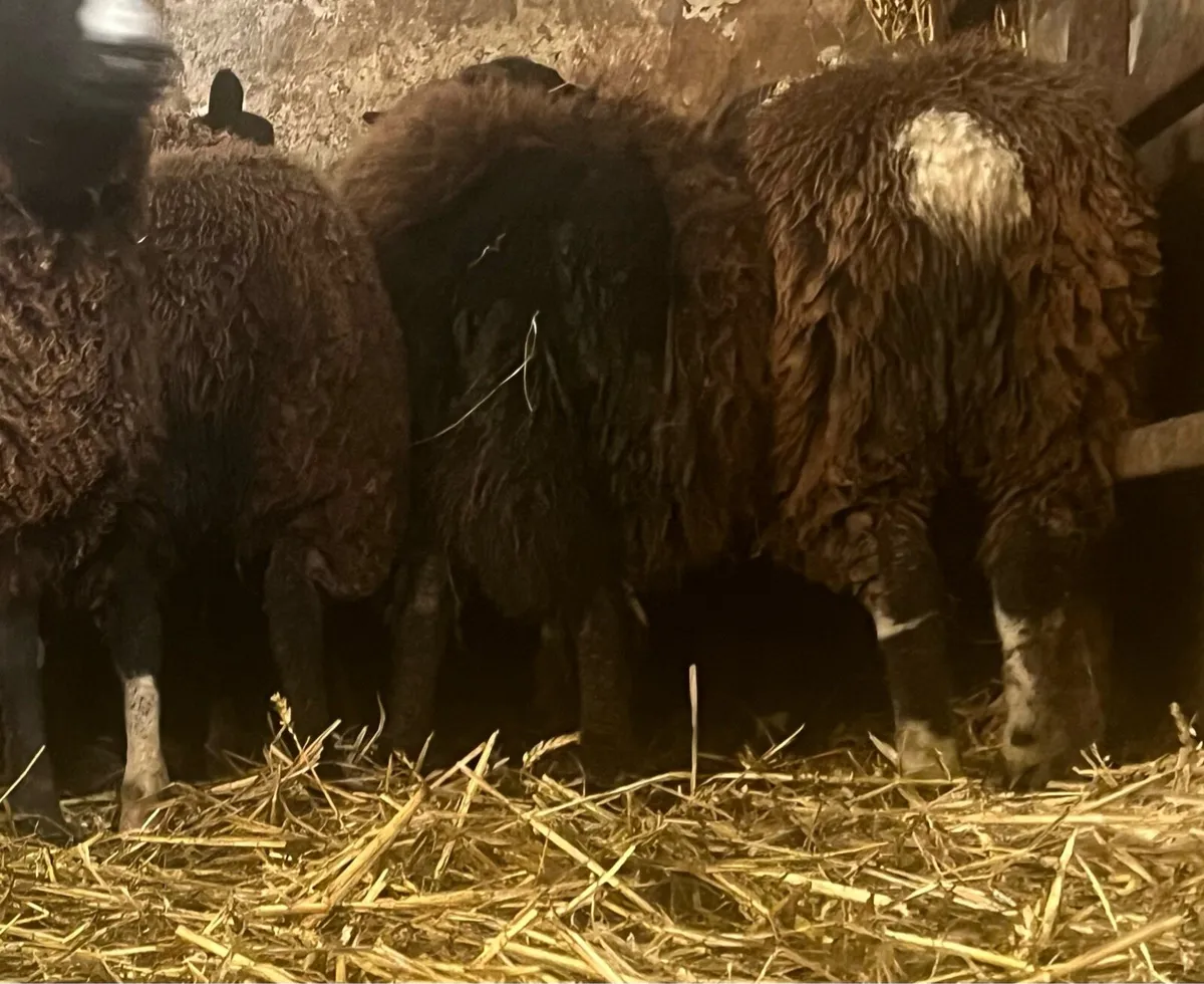 Zwarble x store ewe lambs for sale 😍 - Image 2
