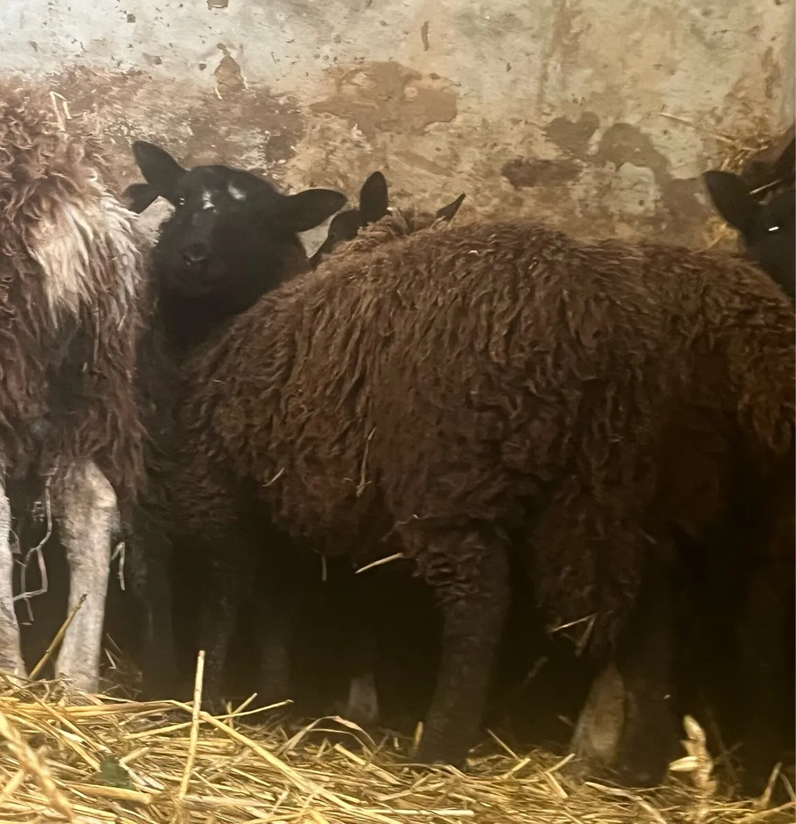 Zwarble x store ewe lambs for sale 😍 - Image 3