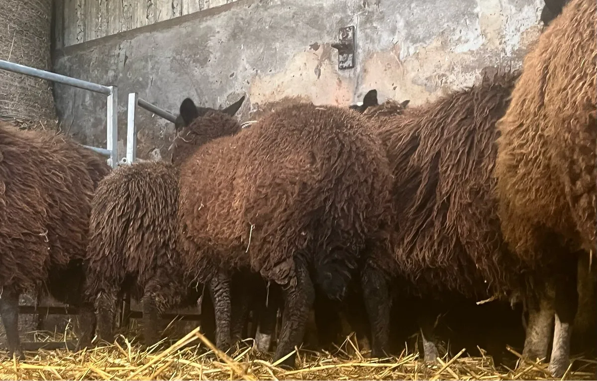 Zwarble x store ewe lambs for sale 😍 - Image 4
