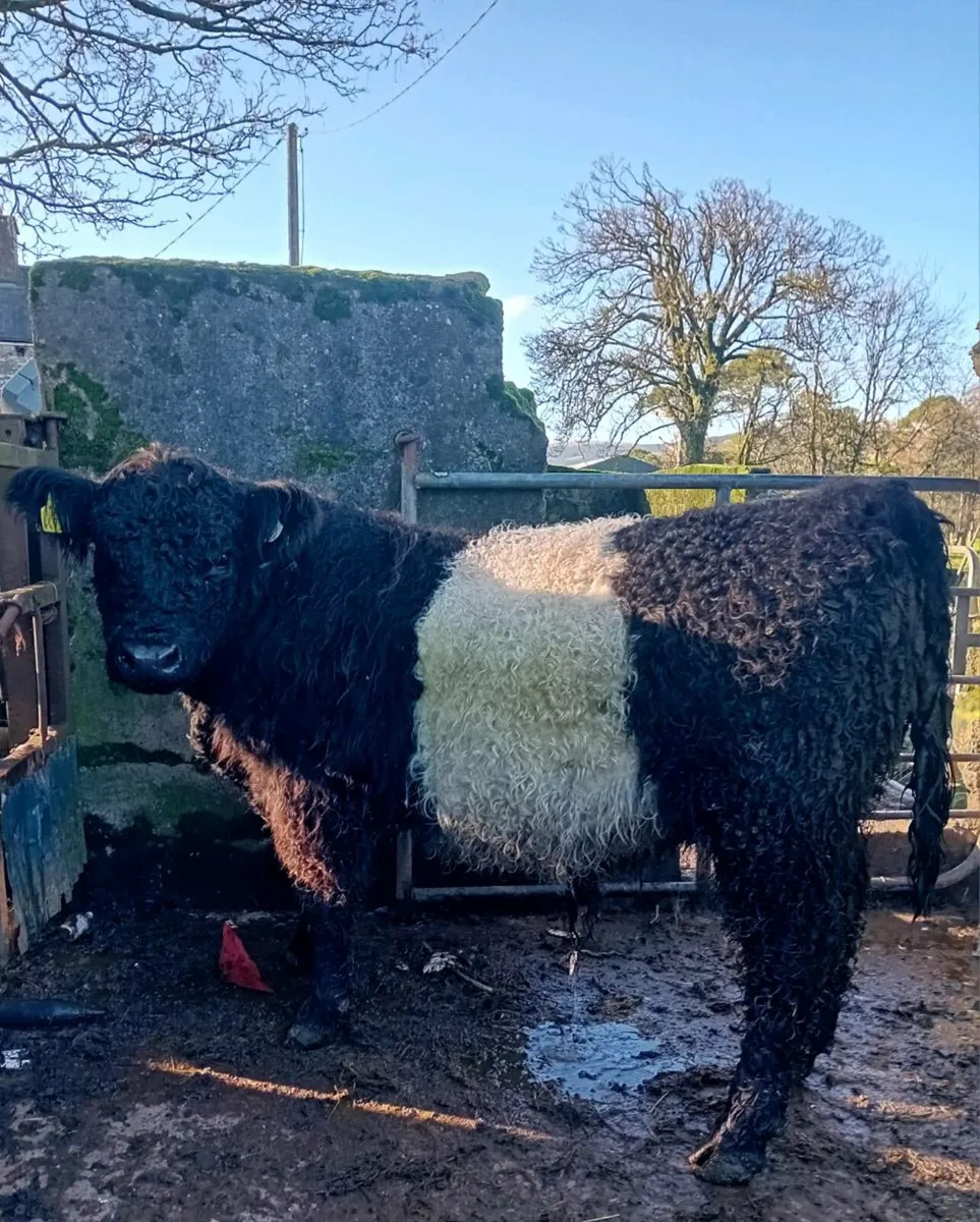 Belted galloway - Image 1