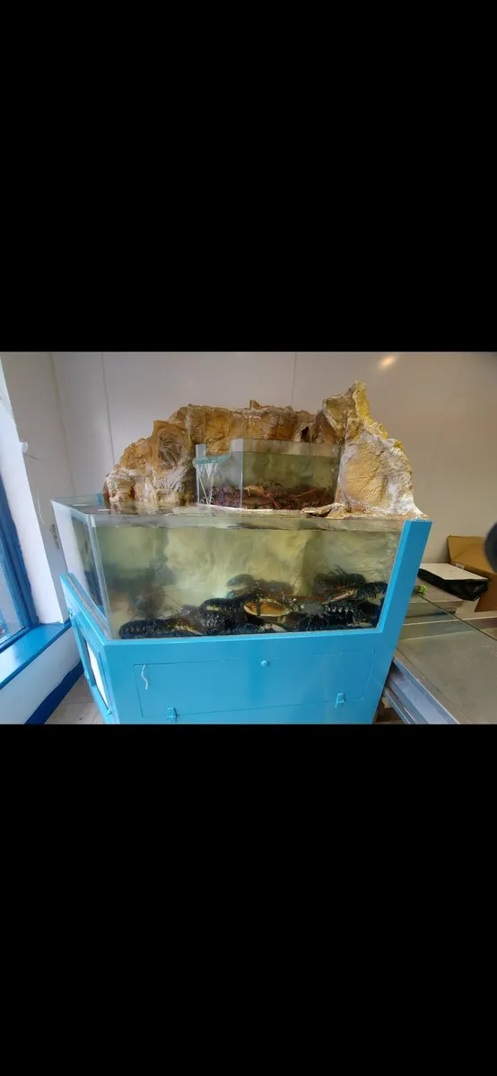 Lobster Tank - Image 2