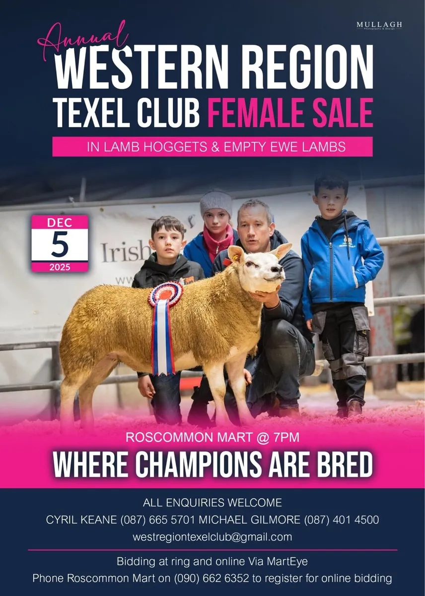 Inlamb Texel hoggets