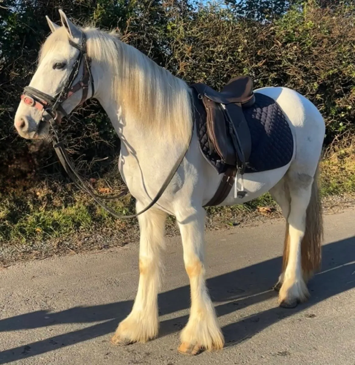 Blue and White Cob - Image 1