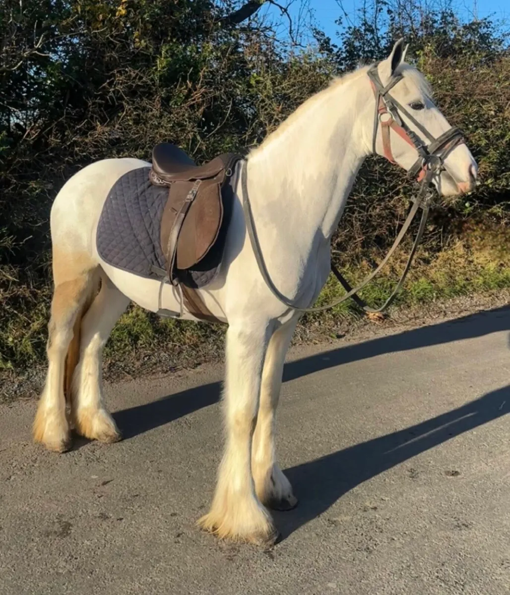 Blue and White Cob - Image 2