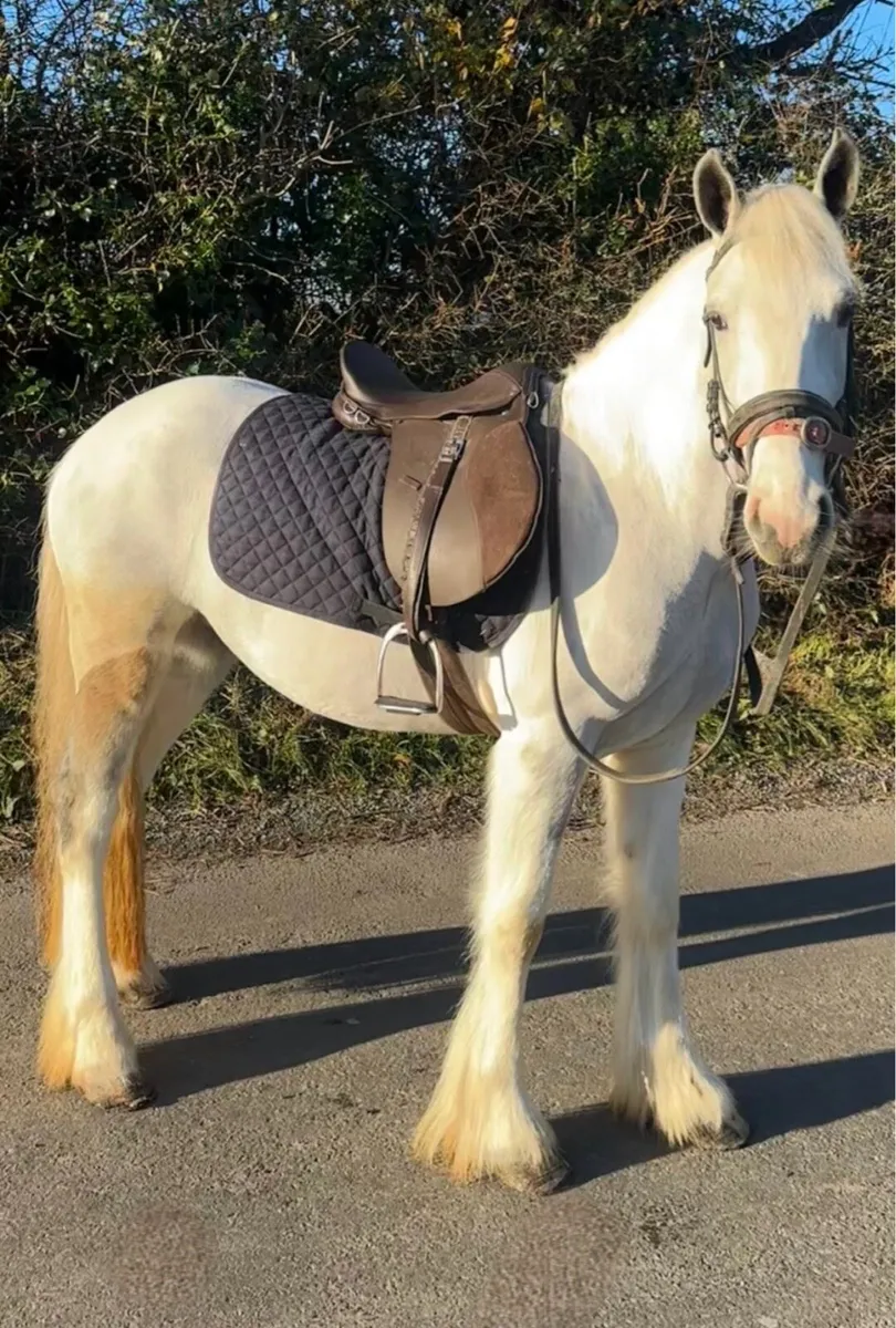 Blue and White Cob - Image 3