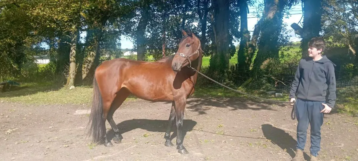 Horse 🐎 - Image 3