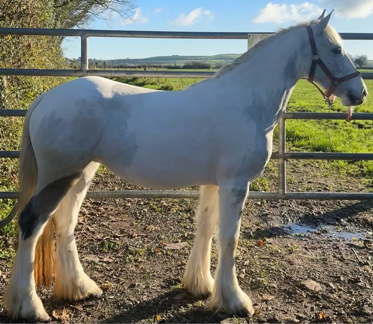 Blue and White Cob - Image 4