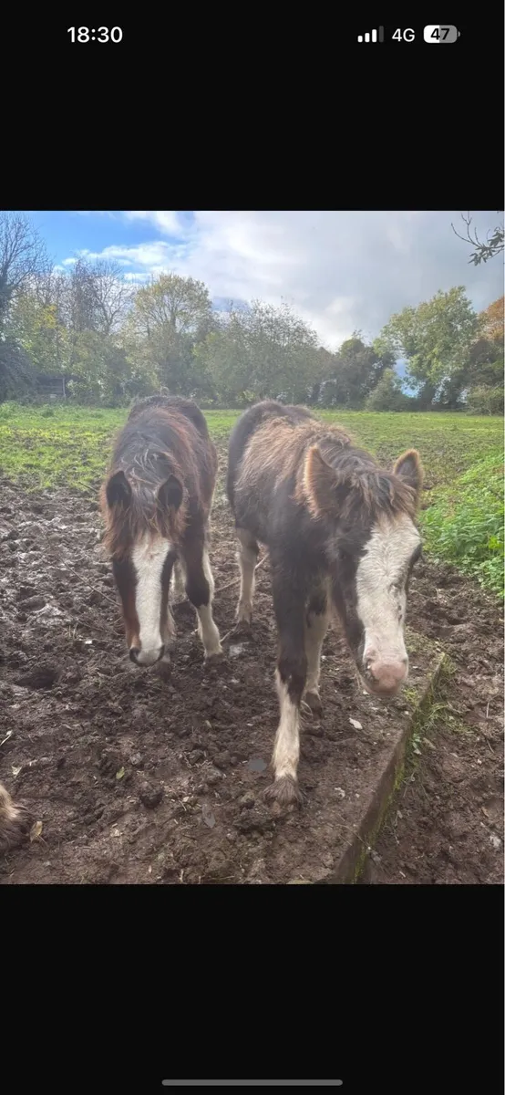 2 heavy filly foals to make 15h+ - Image 3